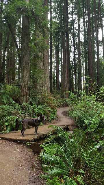 Redwood Park